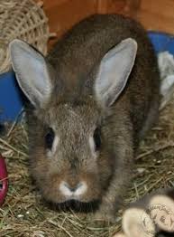 Bbc wildlife contributor colleen begg answers your wild question. Aggressive Rabbits How To Cope Cottontails Rabbit Guinea Pig Rescue