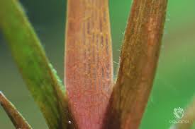 Image result for Xyris schliebenii