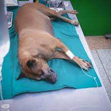 If the treatment leads to a response and causes tumors to shrink, you can continue with the treatment into the long term. Chemotherapy For Dogs Side Effects And Medications