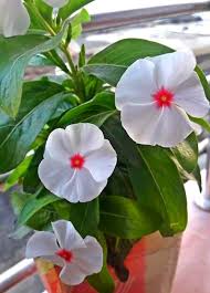 Names of flowers in hindi and english à¦« à¦² Twitter Search