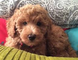 Preheat oven 350 degrees well grease 13x9 pan mix dry ingerdients with beaten eggs and 1 20 ounce can of crushed pineapple. The Double Doodle A Perfect Family Dog Pethelpful