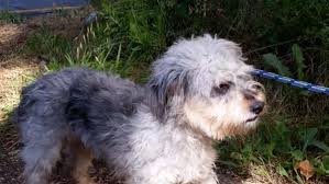 Dedica un angolo di casa o del giardino al tuo cucciolo: Bagno A Ripoli Cucciolata Abbandonata In Ex Fornace