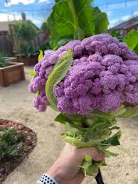 Proflowers.com has been visited by 10k+ users in the past month Purple Cauliflower Did Great In Ncal Bay Area This Winter Next In Line Are The Romanesco Anyone Else Planting The Same Dining And Cooking