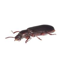 flour beetle identification springer