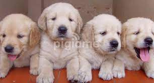 The puppies in this litter are from akc registered parents and can also be registered with the akc. Golden Retriever Puppies In Westlands Pigiame