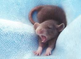 50 Cute Animals Taildom Cute Animals Pet Mice Baby Animals