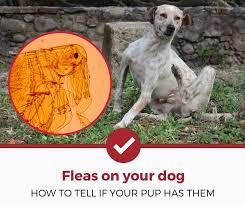 The white ovals are tapeworm or flea eggs. How To Tell If Your Dog Has Fleas 5 Important Signs Pest Strategies