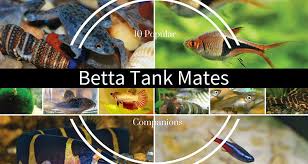 Though perhaps not as breathtaking as some other varieties of betta, they are nevertheless beautiful. 10 Safe Betta Fish Tank Mates Companions Bettafish Org