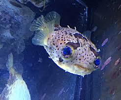 Ok Kesinti Silip Yoketmek Porcupine Puffer Fish Yamanlarnakliyatcorlu Com
