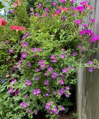 Image result for Jamesbrittenia