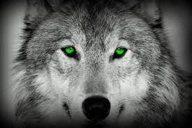 Maybe you would like to learn more about one of these? Green Wolf Eyes Wolf Tattoos Wolf Eyes Green Eyes