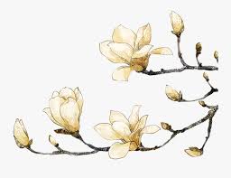 Magnolia Clipart Southern Watercolor Flowers Png Transparent Free Transparent Clipart Clipartkey Pink flowers, lilium bulbiferum easter lily. watercolor flowers png transparent