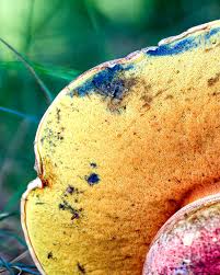 Image result for Bolusiella talbotii