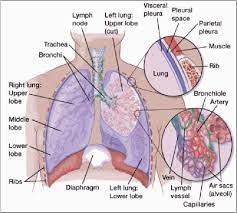 Check spelling or type a new query. Segmentation Tracking And Kinematics Of Lung Parenchyma And Lung Tumors From 4d Ct With Application To Radiation Treatment Planning Semantic Scholar
