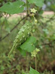 Vines Botany For Design Milkweed Seeds Vines Milkweed