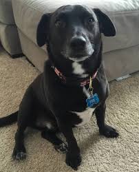 Black And White Dachshund Mix Dachsador Dachshund Labrador Retriever 17 Dachshund Mixes That Are Almost Dachshund Mix Dachshund Labrador Mix