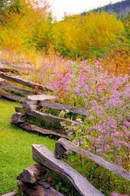 Fall Wildflowers And Changing Leaves At Mt Mitchell Park Today In North Carolina Wild Flowers Landscape Design Garden Inspiration