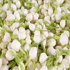 (2nd verse) ibarat gadis desa. Pokok Bunga Melur Arabian Jasmine Shopee Malaysia