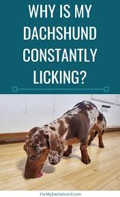 Why Does My Dachshund Lick All The Time Dachshund Why Do Dogs Lick Dachshund Puppies