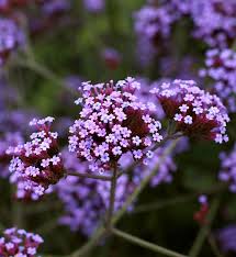 Imagine a plant that blooms nonstop from early summer to fall and verbena bonariensis 'lollipop'. Verbena Bonariensis Lollipop Buy Online At Annie S Annuals