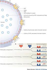We did not find results for: The Nuclear Envelope In Genome Organization Expression And Stability Nature Reviews Molecular Cell Biology
