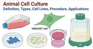 Check spelling or type a new query. Animal Cell Culture Definition Types Cell Lines Procedure Applications