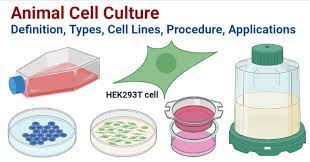 Recent achievements and perspectives in the production of biopharmaceuticals. Animal Cell Culture Definition Types Cell Lines Procedure Applications