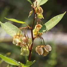 Image result for Dodonaea