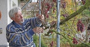 Weinreben Richtig Erziehen Und Schneiden Weinrebe Weinpflanze Reben