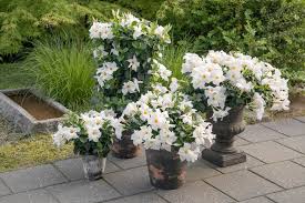 Image result for Dactyladenia