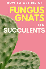 How to know that fungus gnats are found in your household plants? 5 Natural Ways To Get Rid Of Fungus Gnats On Succulents