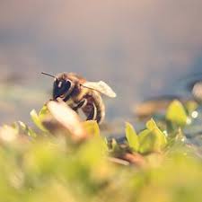 Our pest guide profile has information and pest control tips. Pest Control In Santa Clarita Yelp