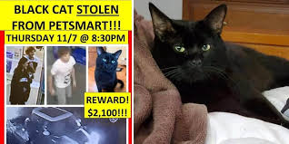 Pink entered a black cat rescue foster home with jess and she blossomed! Found Safe Black Cat Batman Stolen From Petsmart Adoption Event Help Identify The Thieves From Surveillance Images Cole Marmalade