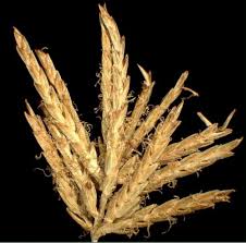 Image result for Cyperus kirkii