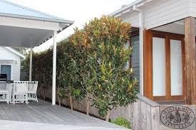 Magnolia Dwarf Magnolia Grandiflora Little Gem Garden Hedges Backyard Plants Magnolia Little Gem