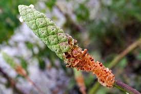 Image result for Sphenoclea zeylanica