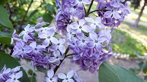 https://encrypted-tbn0.gstatic.com/images?q=tbn:ANd9GcRg51j9yDqweN6Rwv3UDdXxPq2-6rPtpsJC1v-AHg43ExqG6PyBDHqqulbk51EFlmJ9vXo&usqp=CAU