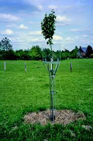 Principaux ravageurs, pucerons noirs et mouche de la cerise. Osez Agroecologie Org Accueil Syntheses Techniques Mettre En Place Un Pre Verger Du Concept A La Technique Gerer Le Paturage Dans Le Pre Verger Gerer Le Paturage Dans Le Pre Verger Proteger Les Arbres La Protection Doit Rester En Place Jusqu A