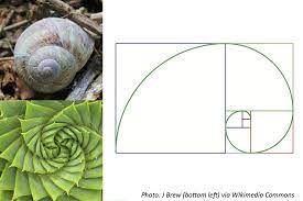 Fibonacci sequence is a sequence of numbers, where each number is the sum of the 2 previous numbers, except the first two numbers that are 0 and 1. Fibonacci Day Bedtime Math