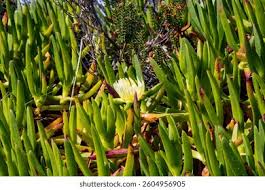 Image result for Carpobrotus