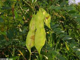Image result for Sesbania brevipedunculata