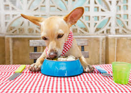 Healthy snack and treat foods for diabetic dogs. Is A Raw Food Diet Good For Diabetic Dogs Wagave