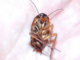 Cockroaches are usually faster than ants, so they tend to escape. What Do Roaches Eat Truly Nolen Canada