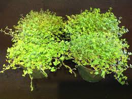 Baby Tears Terrarium Ground Cover Plants Best Terrarium Plants Closed Terrarium Plants
