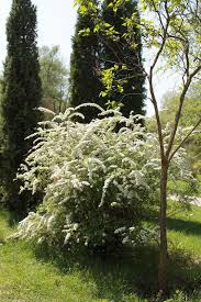 Image result for Spiraea thunbergii