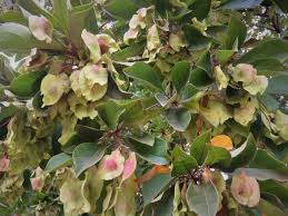 Image result for Terminalia phanerophlebia