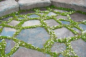 Maybe you would like to learn more about one of these? Plants You Can Walk On Finegardening