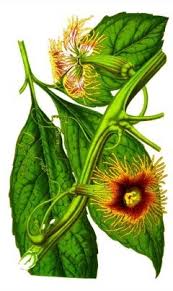 Image result for Telfairia