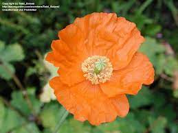 Full Size Picture Of Atlantic Poppy Double Atlas Poppy Moroccan Poppy Spanish Poppy Papaver Atlanticum Papaver Poppies Plants