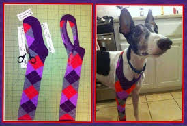 Keep Dog From Liking Leg Pets Dogs Dog Socks